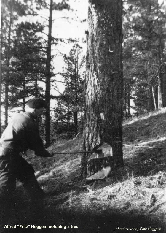 Alfred Heggem notching a tree