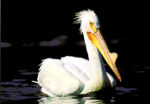 9-pelican-paradise