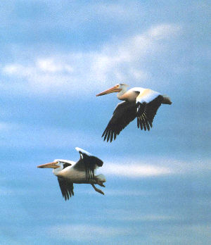 Lacreek Refuge Pelicans Flight