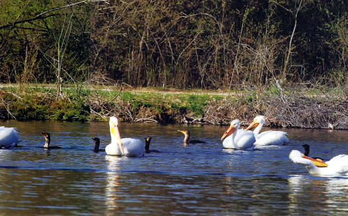 Lacreek Refuge Pelicans on the lake