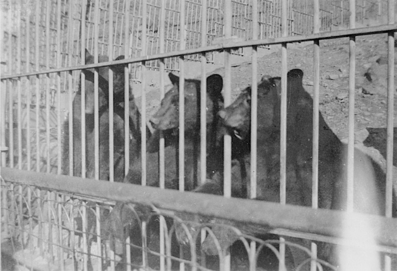 From Ben Petranek CCC Photo Collection