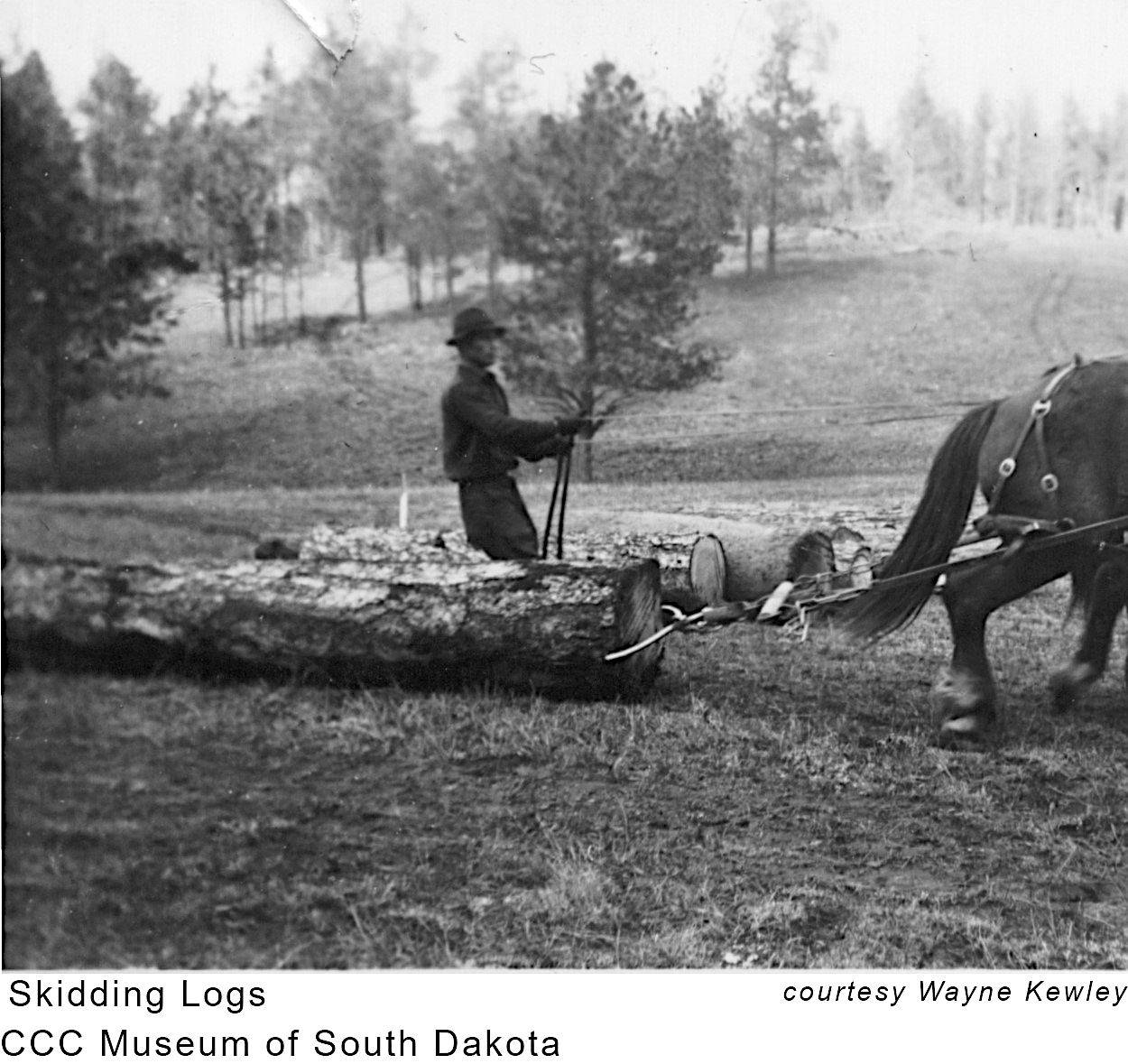 Man Moving Logs With Horses